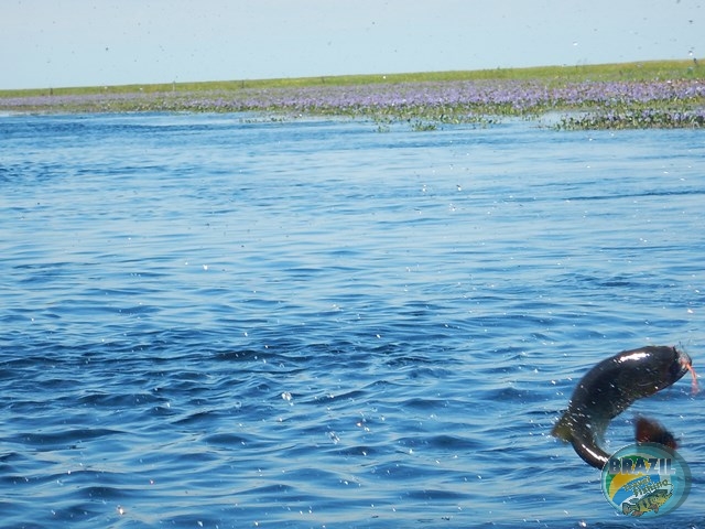 PIRA LODGE - Pantanal Argentino - Temporada 2.016